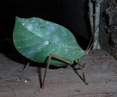 Cycloptera