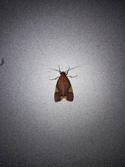 Trichromia gaudialis