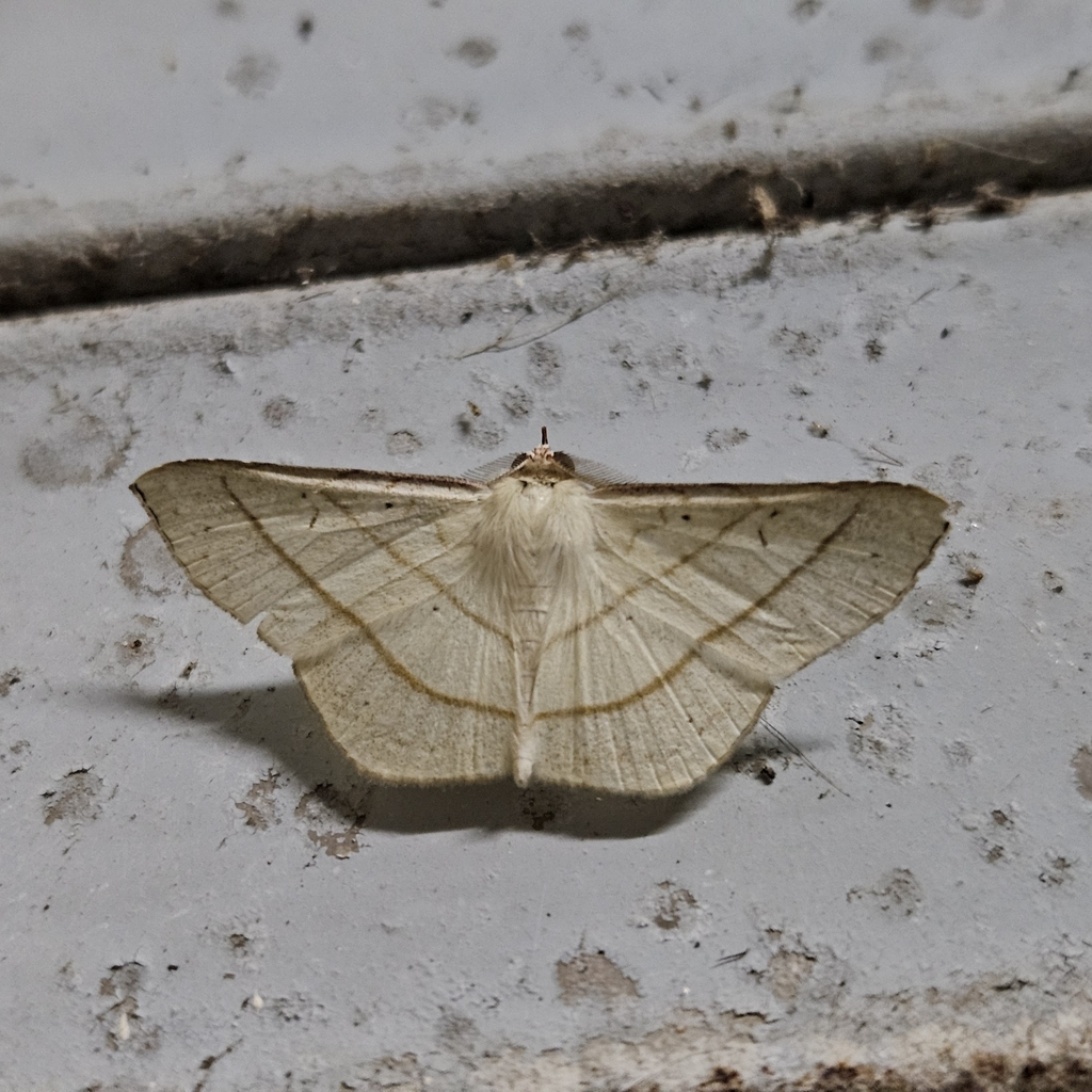 Cryptochrostis deilinias