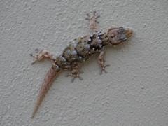 Chondrodactylus