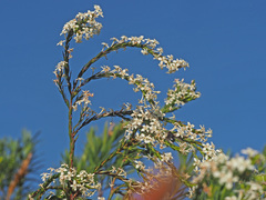 Struthiola myrsinites