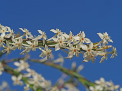 Struthiola myrsinites