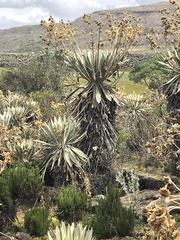 Espeletia grandiflora