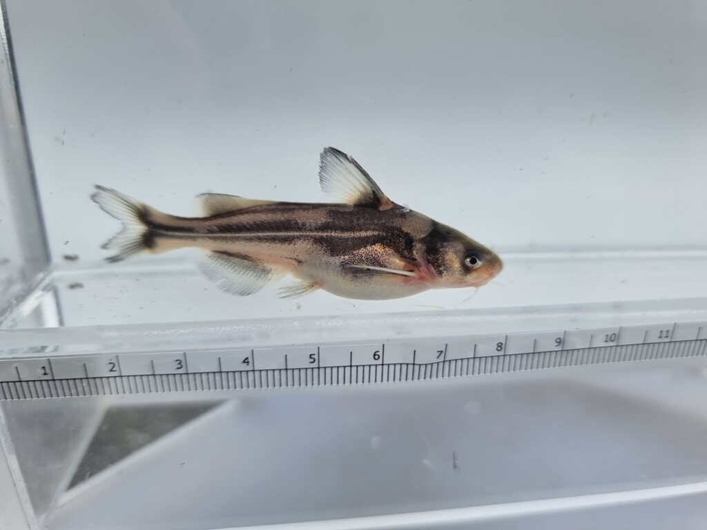 Shining catfish (Tachysurus nitidus) — Bagridae