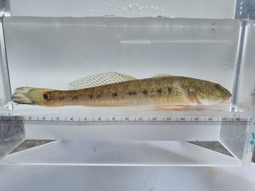 Javelin goby (Acanthogobius hasta) — Gobiidae — 4