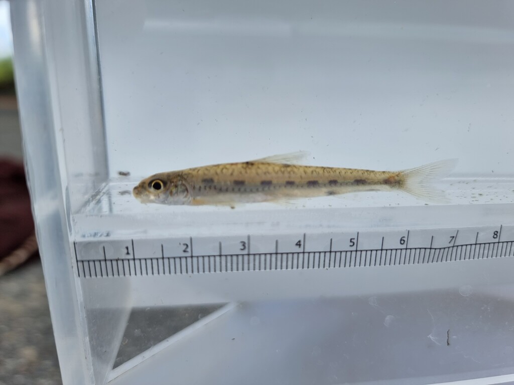 Jeon's Gudgeon