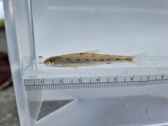Jeon's Gudgeon photo 1