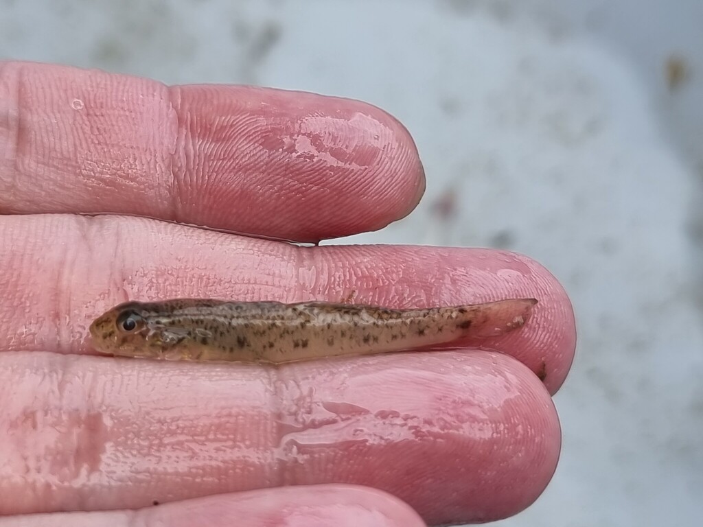White-Ventral Goby