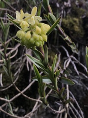 Epidendrum zipaquiranum