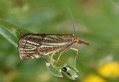 Thisanotia chrysonuchella