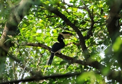 Anthracoceros coronatus