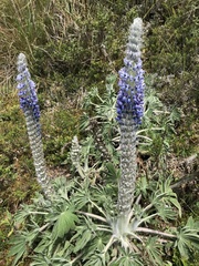 Lupinus triananus
