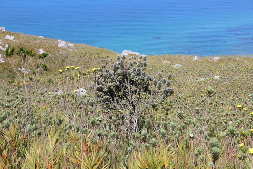 Kogelberg Pagoda (Mimetes arboreus)