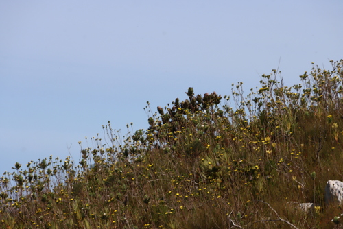 Mimetes arboreus, photograph 1