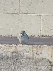Passer domesticus