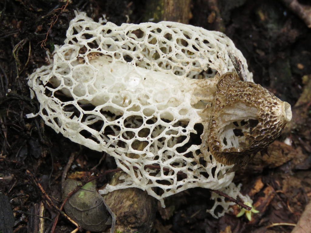 Phallus indusiatus · December 2016 · photo: © diogoluiz (iNaturalist, cc-by)