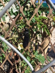 Pygodasis ephippium ephippium