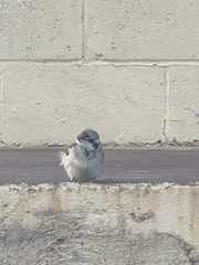 Passer domesticus