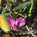 Podalyria oleifolia - Photo (c) Felix Riegel,  זכויות יוצרים חלקיות (CC BY-NC), הועלה על ידי Felix Riegel