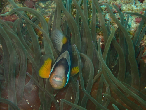 Amphiprion allardi