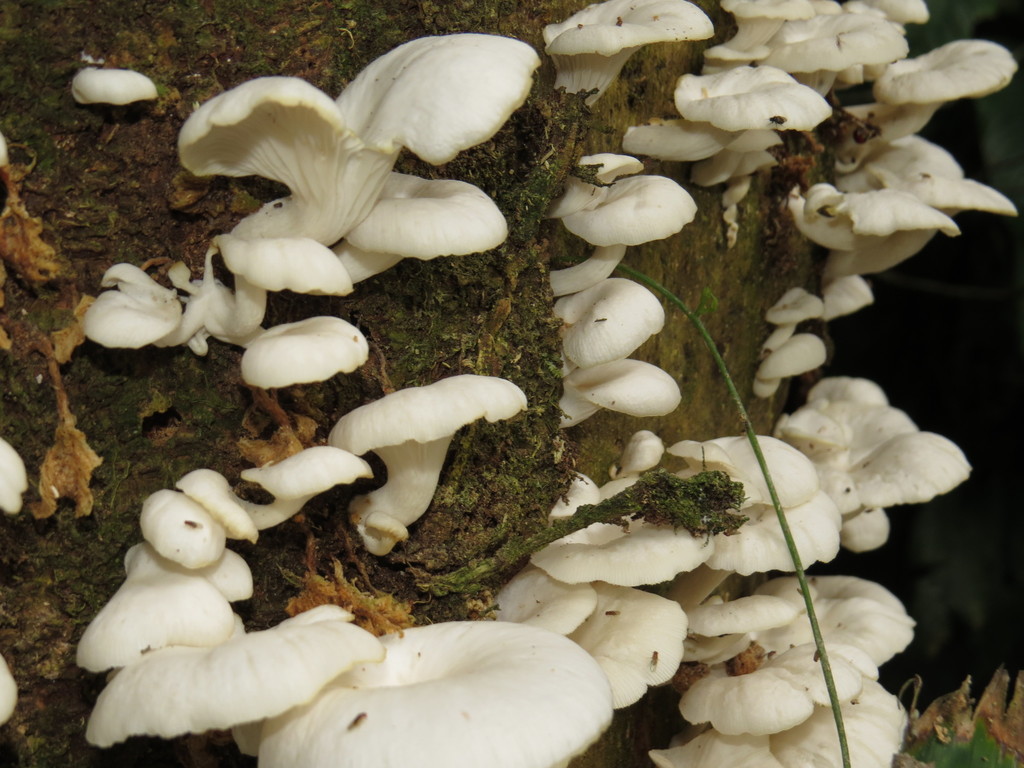 Pleurotus albidus · July 2015 · photo: © diogoluiz (iNaturalist, cc-by)