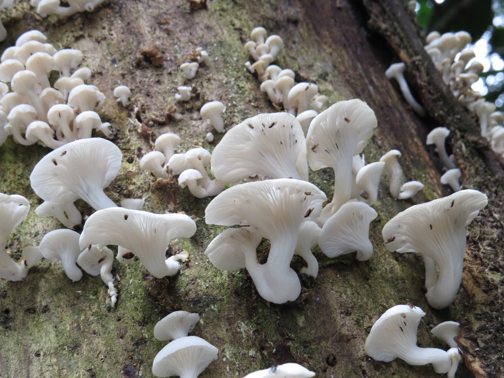 Pleurotus albidus · July 2015 · photo: © diogoluiz (iNaturalist, cc-by)