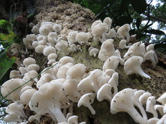 Pleurotus albidus