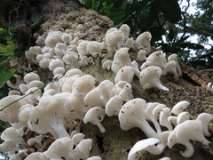 Pleurotus albidus