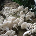 Pleurotus albidus - Photo (c) Diogo Luiz, some rights reserved (CC BY-SA), uploaded by Diogo Luiz