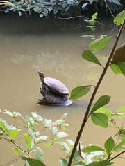 Trachemys stejnegeri