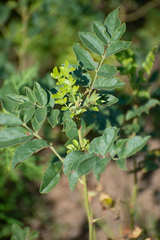 Glycyrrhiza