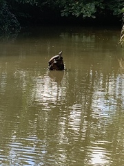 Trachemys stejnegeri