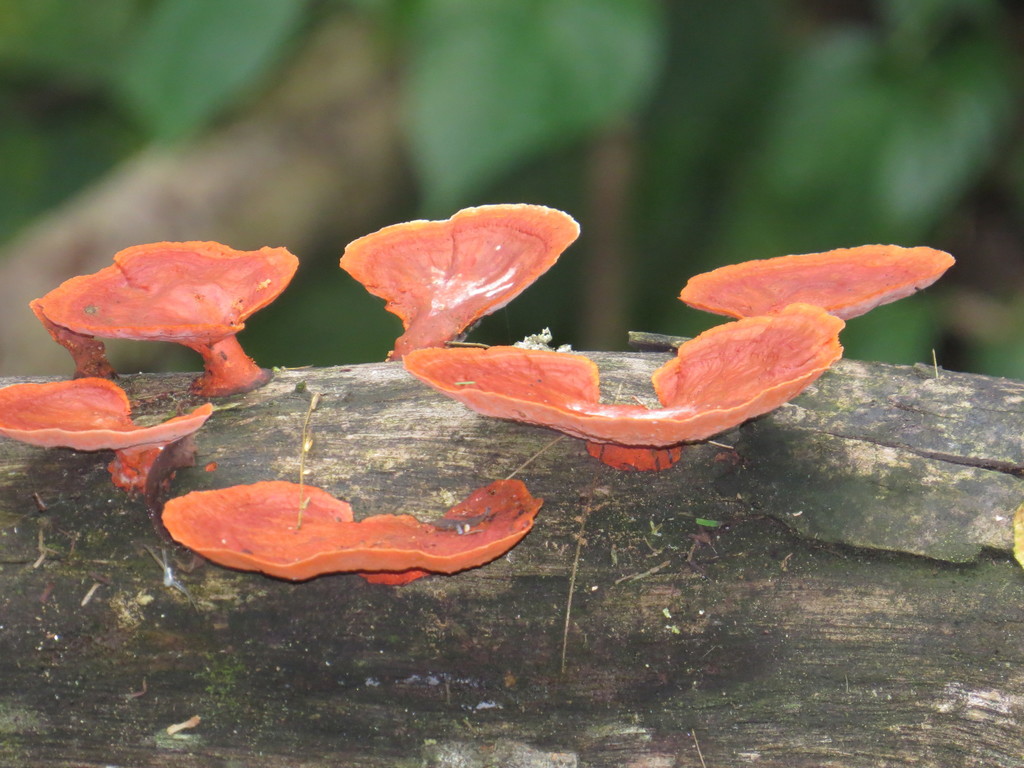 Trametes sanguinea · October 2013 · photo: © diogoluiz (iNaturalist, cc-by)