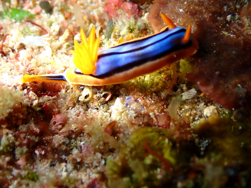Chromodoris hamiltoni