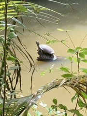 Trachemys stejnegeri