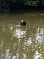 Trachemys stejnegeri