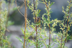 Gampsocleis sedakovii