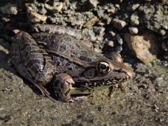 Lithobates spectabilis