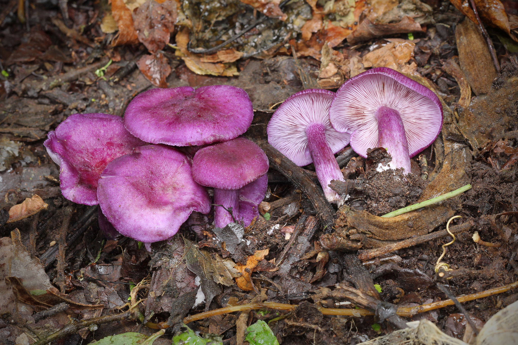 Tricholosporum tropicale image