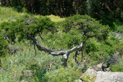 Turkestan juniper