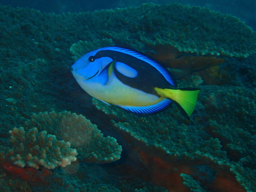 Blauwe doktersvis (Paracanthurus hepatus) — Acanthuridae — 4