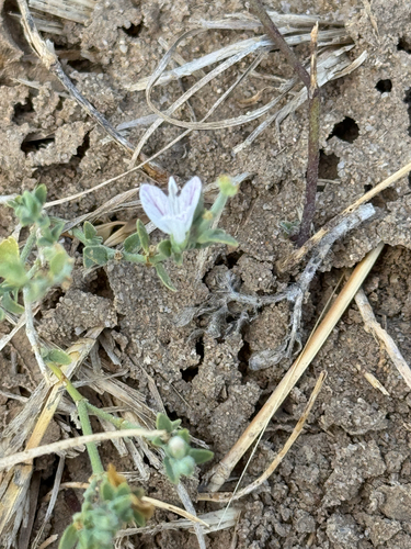 Texas Wrightwort (Carlowrightia texana)