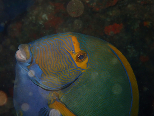 Acanthurus dussumieri