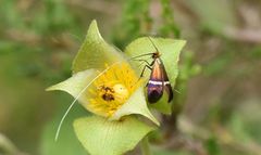 Adela australis