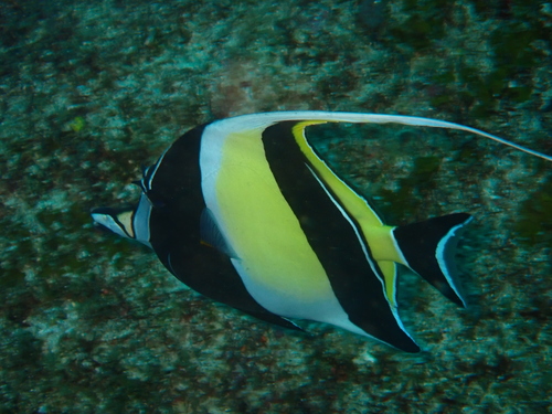 Zanclus cornutus