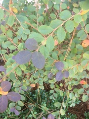 Loropetalum chinense