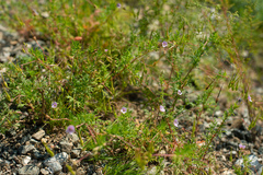 Erodium stephanianum
