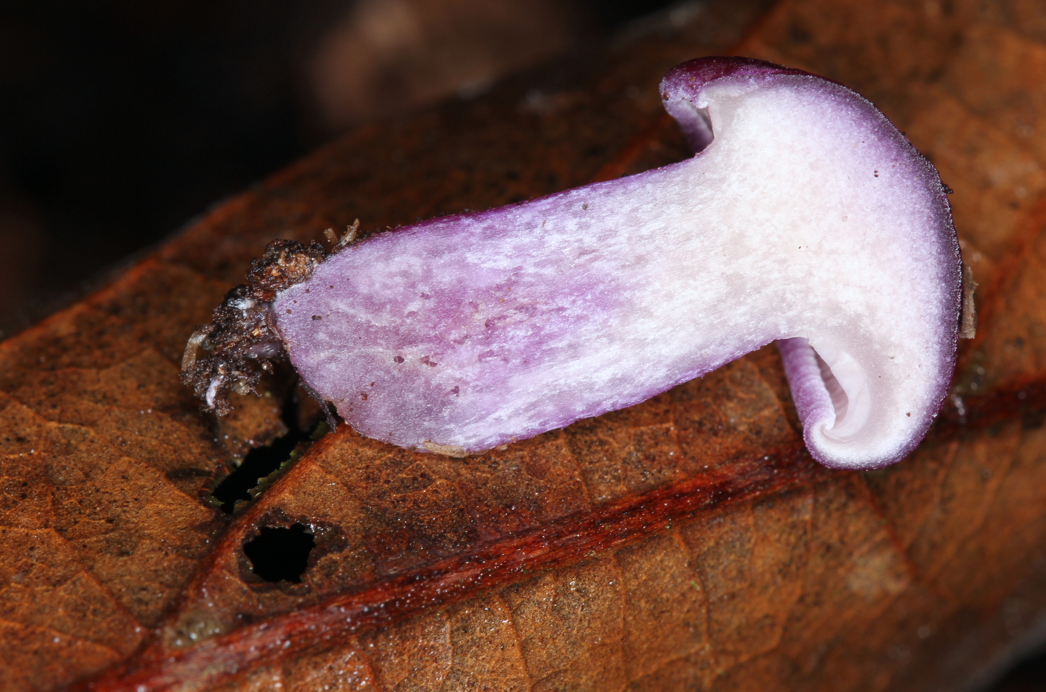 Tricholosporum image