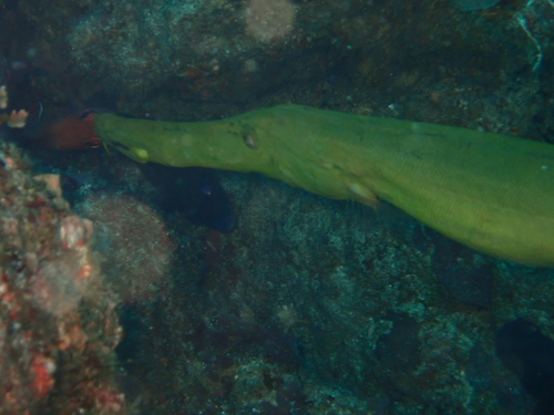 Aulostomus chinensis