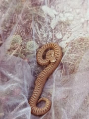 Vipera berus bosniensis